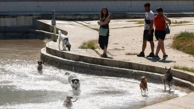 Dogs run through a shallow pool in the middle of a concrete park area in France. One woman and another man watch on while a second woman walks next to him