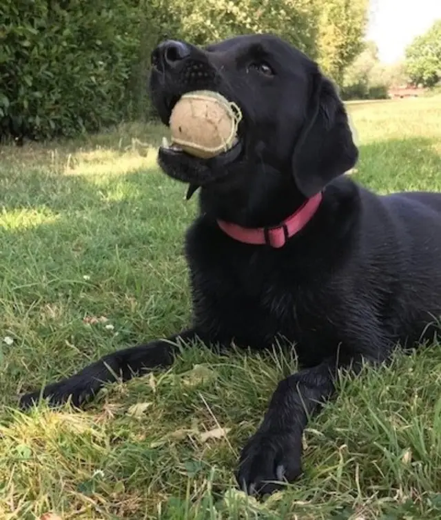 Truffle chewing a tennis ball
