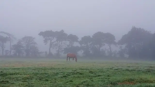 A lone chestnut coloured horse eats grass in the middle of a field. It is foggy and there is a row of trees in the background