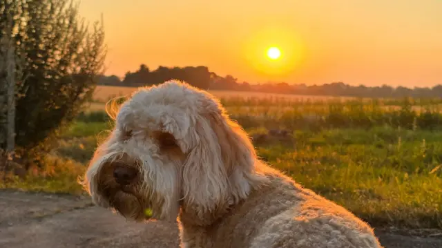 A Labradoodle type dogs looks at the camera while standing in a field during the sun rise