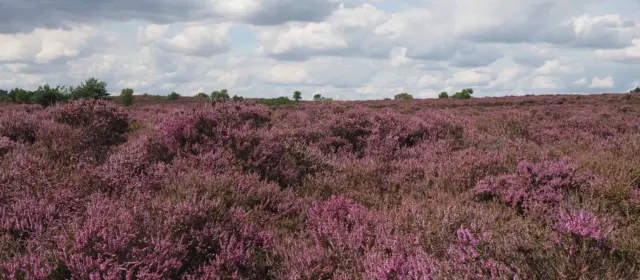 purple heather