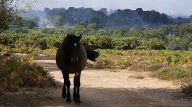 New Forest pony walking away from heathland behind seen smoking after fire