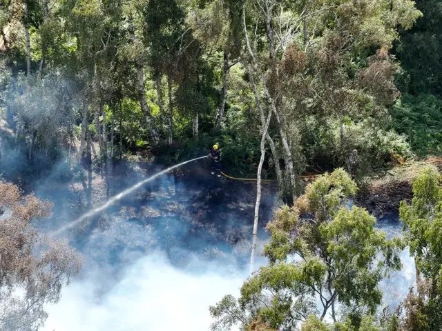 A firefighter is standing in a wooded peatland area. They are holding a yellow hose which is shooting out a stream of water. Grey smoke fills the area.