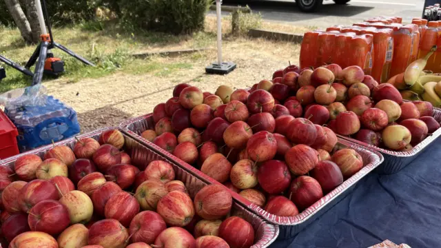 Three silver trays are full of red apples and are on a table. There are bottles of Lucozade at the far right end of the table and some bananas.