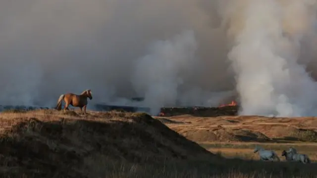 A horses stands on a hill in front of a smoky sky with orange flames visible