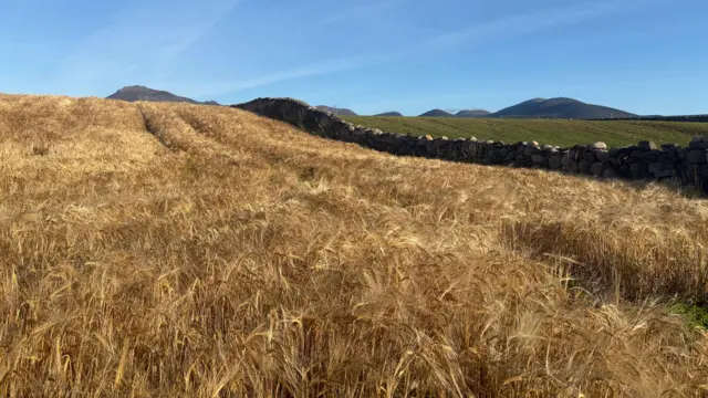 Dry grass on some hills