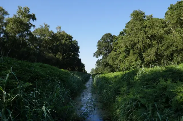 A drainage channel running between woodland either side which consists of large trees, hedges and long grass.