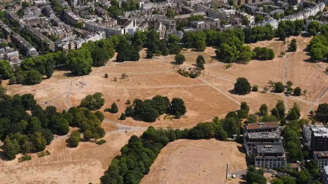 Brown dry fields seen from above, with rows of trees