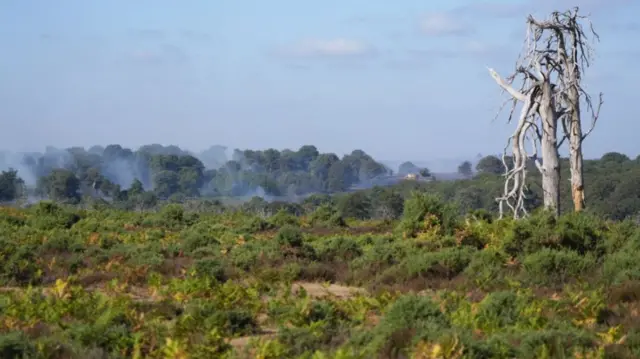 New Forest fire
