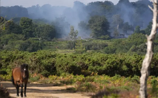 New Forest fire
