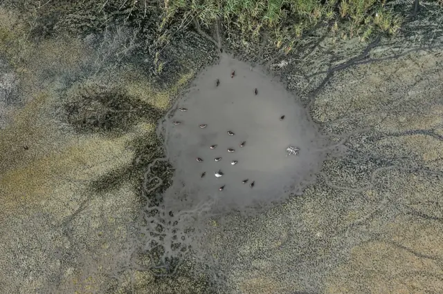 An aerial view of a drying pond and cracked earth, some birds are swimming on the surface. The ground is brown with patches of green