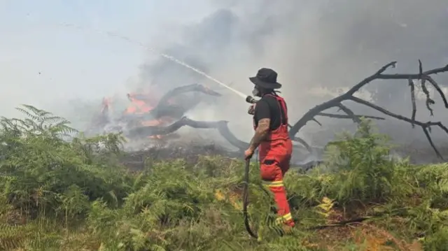 A31 New Forest fire