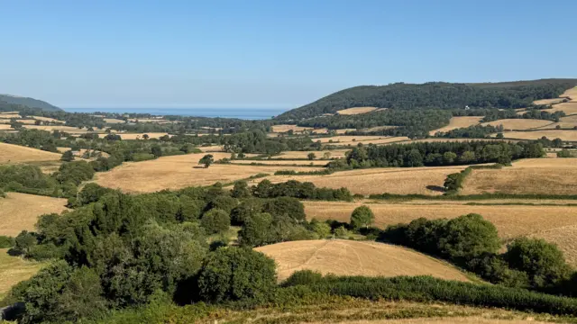 A wide view of rolling fields - all yellow - with trees dotted in between