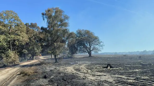 A31 New Forest charred after fire