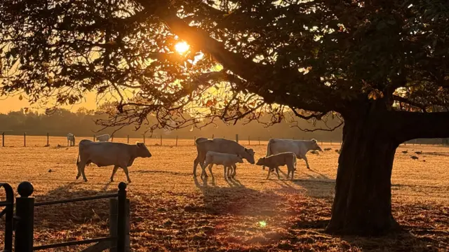 Cows seek shade as sun rises in a field in Osterley