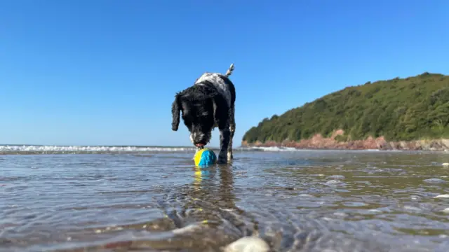 Llansteffan in Carmarthenshire - dog pictured in sea playing with ball