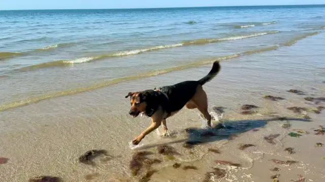 A dog paddles in the sea in West Sussex