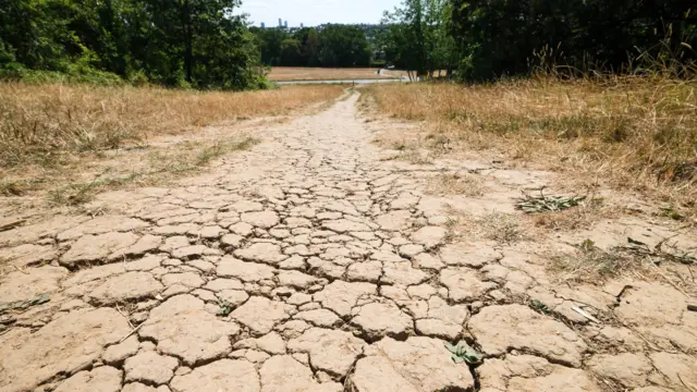A picture taken just above ground level showing cracked and brown earth extending into the distance. On the edge of both sides of the picture are brown grass and the bottom of trees with green foliage