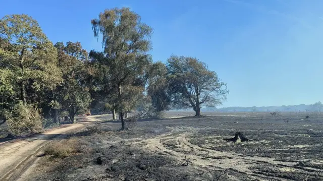 Trees next to a barren landscape in the New Forest that has been hit by wildfires