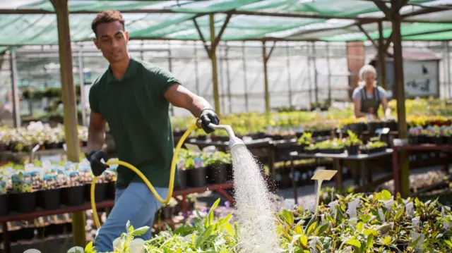 A man in a green t-shirt, jeans and waring black gloves walks along rows of potted plants watering them at a plant nursery. In the background is another woman watering plants. They are both standing under a greenhouse type structure