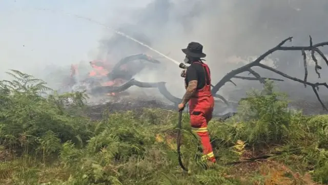 A31 New Forest fire