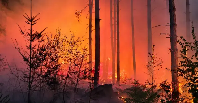 An area of woodland with orange and red flames, the area is glowing because of the fire