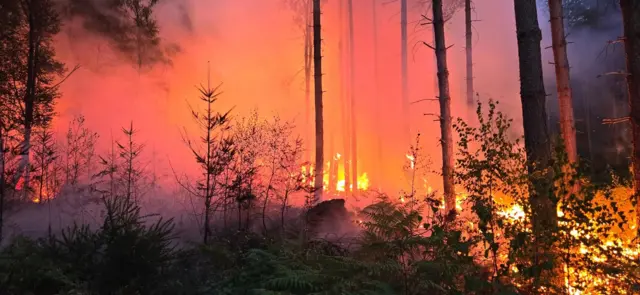 An area of woodland with orange and red flames, the area is glowing because of the fire. Flames are spreading around the bases of several trees on the floor
