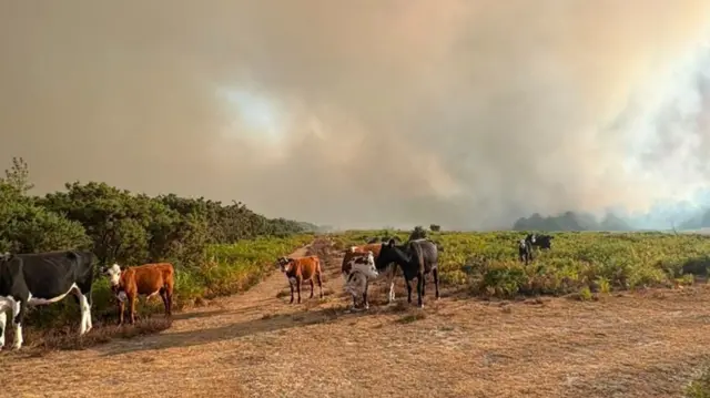A31 fire New Forest livestock