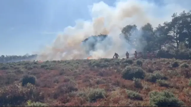A31 New Forest fire