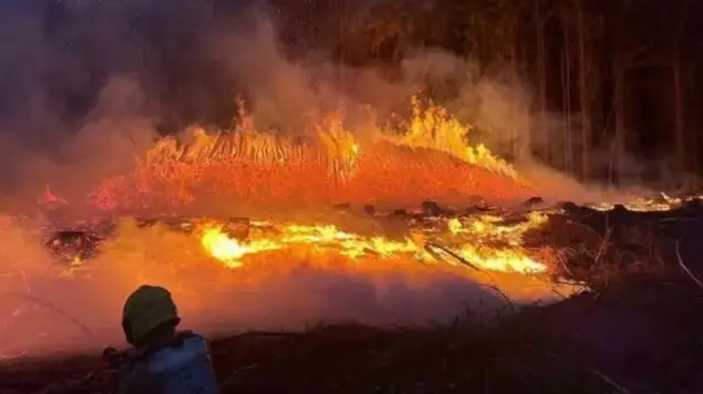 An image of a large fire at the edge of a forest, pine trees seen behind.