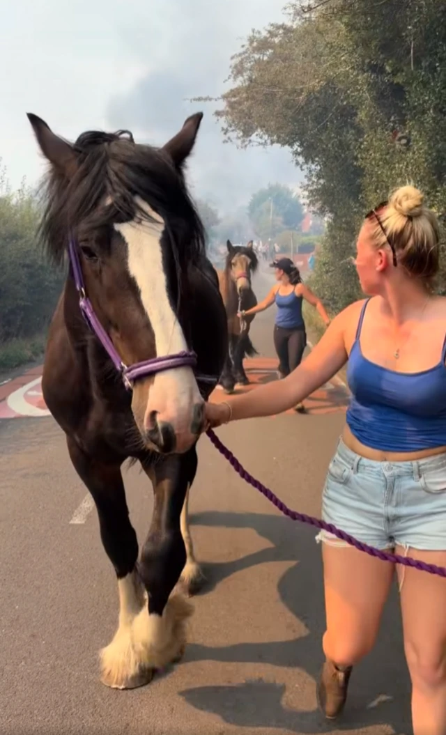 Vertical picture of a rural road, three horses walking away from a field on fire.