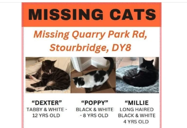 Missing cats poster