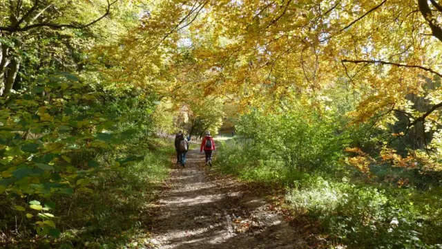 Two people walking through a woodland