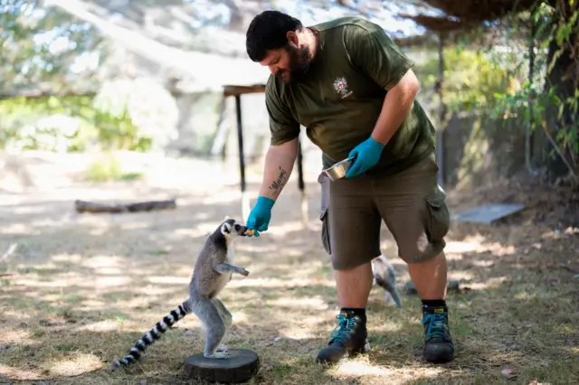 A man in a green t-shirt feeds a lemur