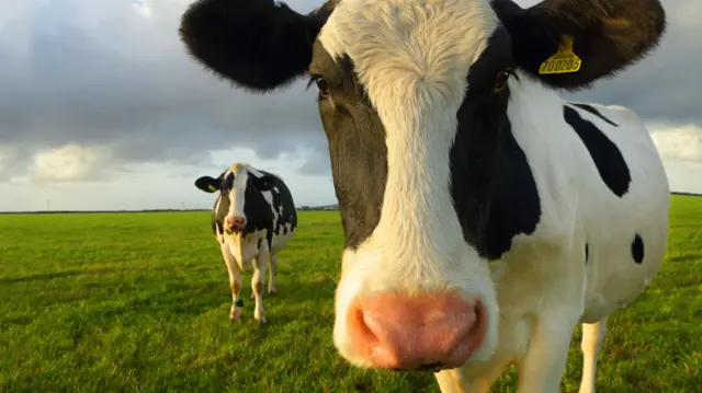 Black and white cows in a field