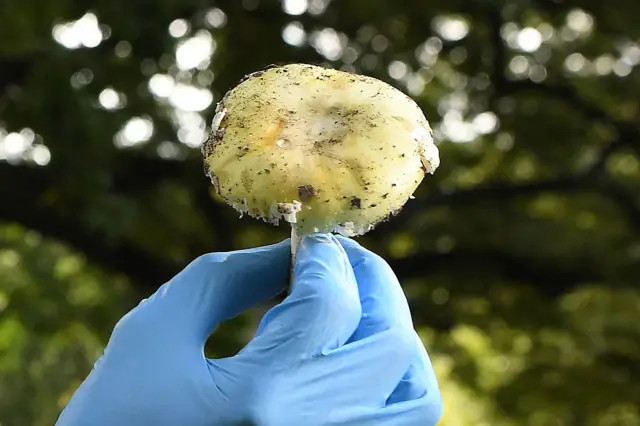 A blue gloved hand holding a mushroom