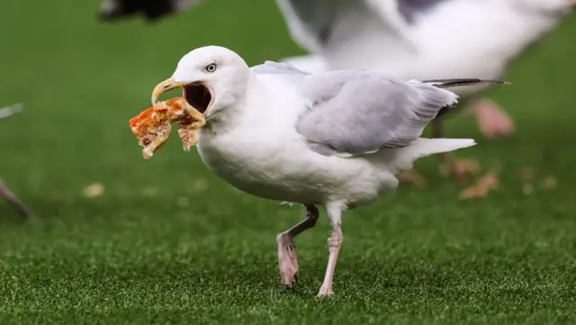 Seagull eating a pie