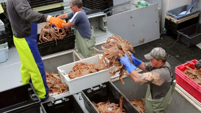 Fisherman holding crabs in Nova Scotia, Canada, as other crabs are placed in boxes on the ground.