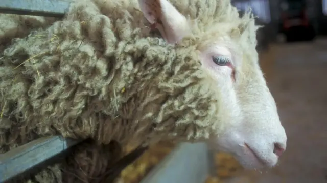 A photo shows Dolly the Sheep side on. She has placed her head through a metal fence