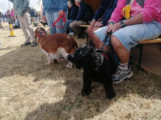 Eisteddfod y Cŵn