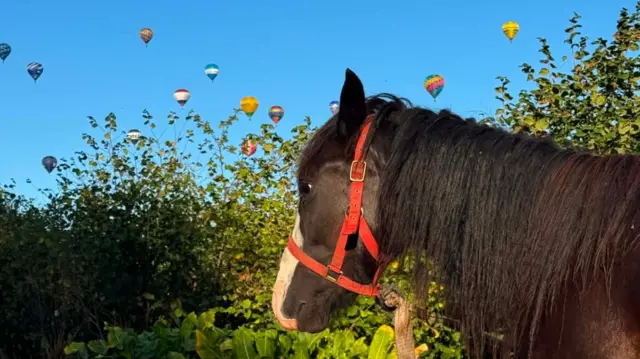 A brown and white horse stares on as balloons rise in the background over trees.