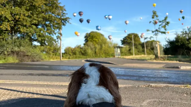 A dog watches balloons next to a quiet road.