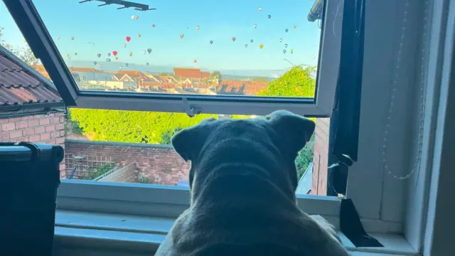 A bulldog looks out of a window towards dozens of balloons in the sky.