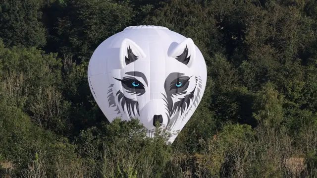 A hot air balloon designed to look like the head of a white wolf is seen peeking out of a forested area as it comes in to land