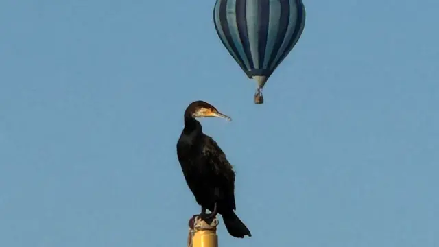 A cormorant watches a blue balloon from the top of a ship's mast.