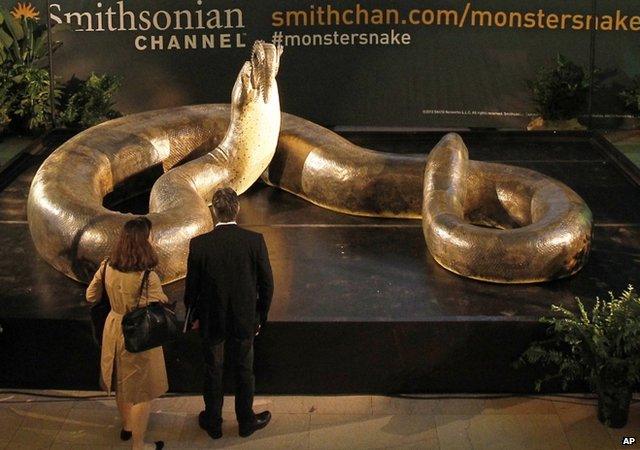 titanoboa in display