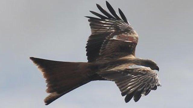 Red kite