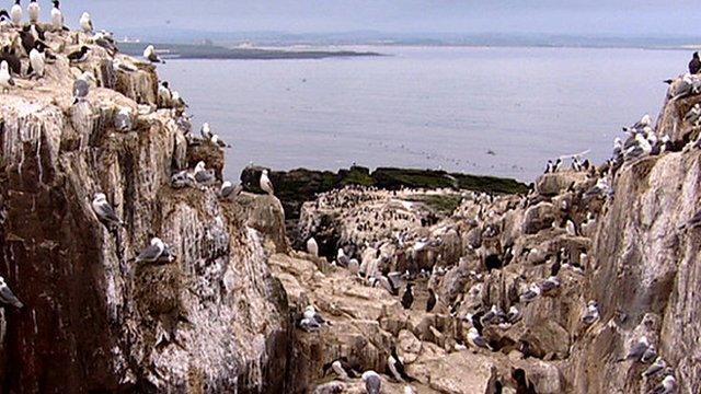 Kittiwakes nesting on the Farne Islands