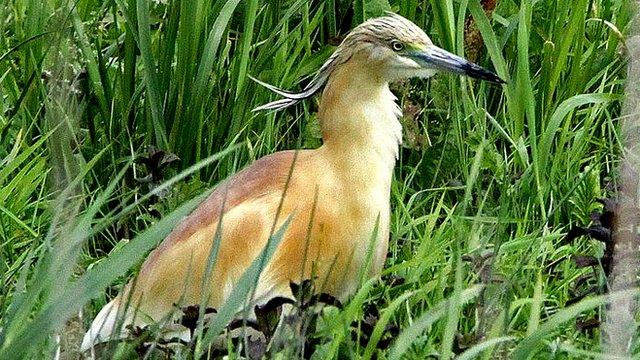 Squacco heron