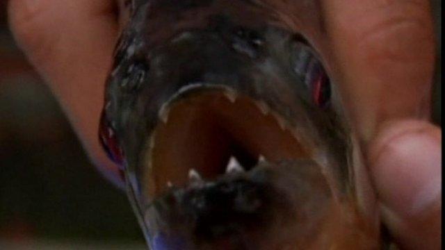 The piranha that bit a man's hand in China